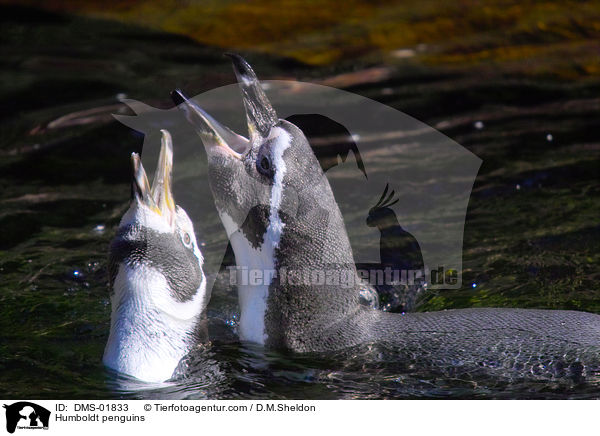 Humboldtpinguine / Humboldt penguins / DMS-01833