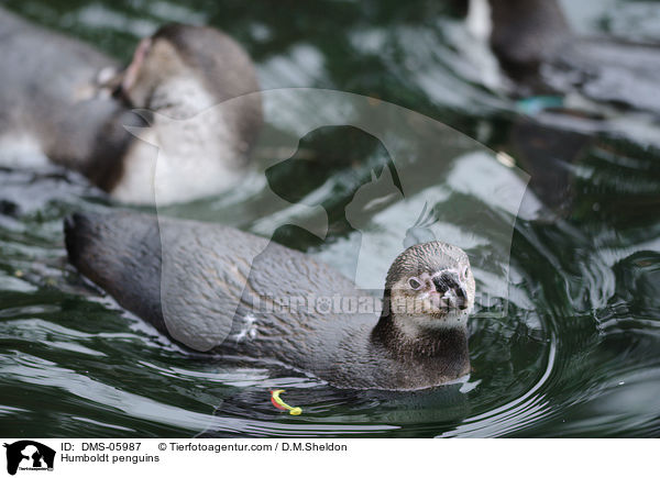 Humboldtpinguine / Humboldt penguins / DMS-05987