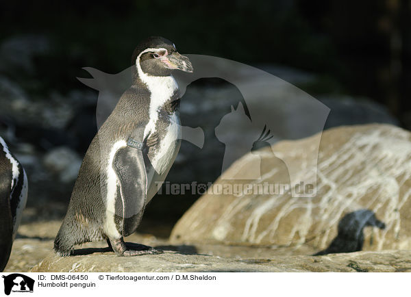 Humboldtpinguin / Humboldt penguin / DMS-06450