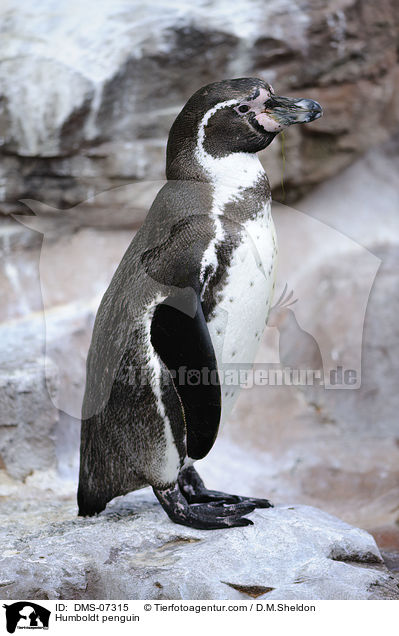 Humboldtpinguin / Humboldt penguin / DMS-07315