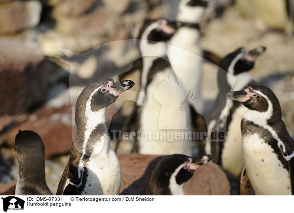Humboldtpinguins / Humboldt penguins / DMS-07331