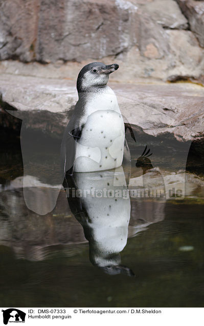 Humboldtpinguin / Humboldt penguin / DMS-07333