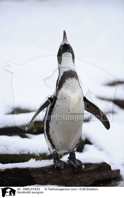 Humboldt penguin / DMS-07403