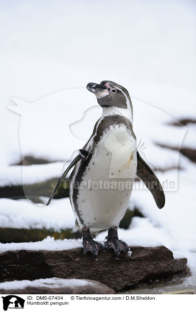 Humboldt penguin / DMS-07404