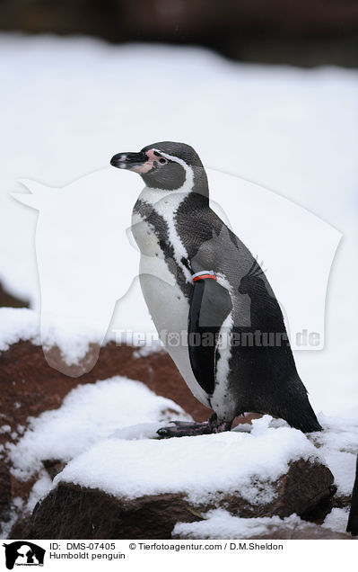 Humboldtpinguin / Humboldt penguin / DMS-07405