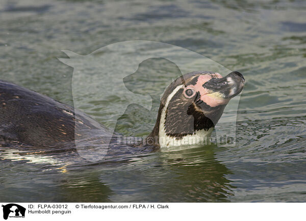 Humboldtpinguin / Humboldt penguin / FLPA-03012