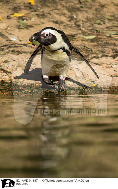 Humboldtpinguin / patranca / AVD-04187