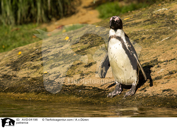 Humboldtpinguin / patranca / AVD-04196