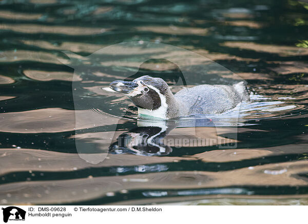 Humboldt penguin / DMS-09628