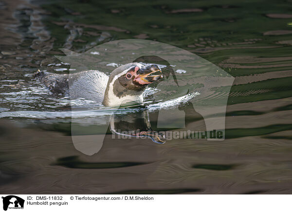 Humboldtpinguin / Humboldt penguin / DMS-11832