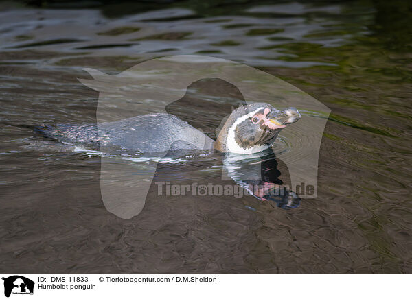 Humboldtpinguin / Humboldt penguin / DMS-11833