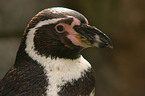 Humboldt penguin