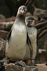 two Humboldt penguins