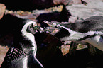 Humboldt penguins