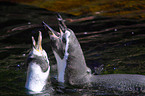 Humboldt penguins