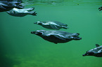 Humboldt penguins