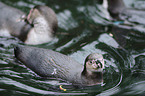 Humboldt penguins