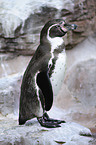 Humboldt penguin