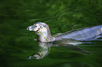 Humboldt penguin