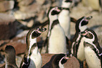 Humboldt penguins