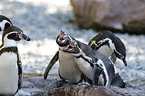 Humboldt penguins