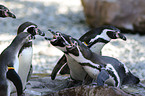 Humboldt penguins