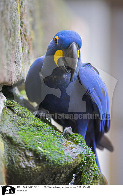 macaw / MAZ-01335