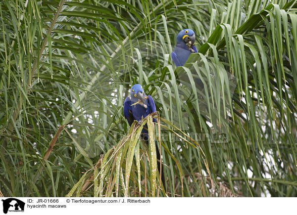 Hyazinth-Aras / hyacinth macaws / JR-01666