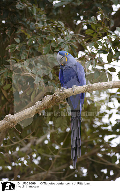 Hyazinth-Ara / hyacinth macaw / JR-01669