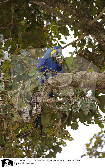 Hyazinth-Ara / hyacinth macaw / JR-01672