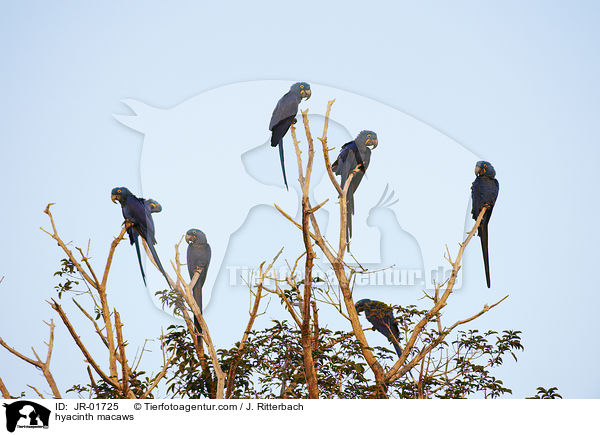 Hyazinth-Aras / hyacinth macaws / JR-01725