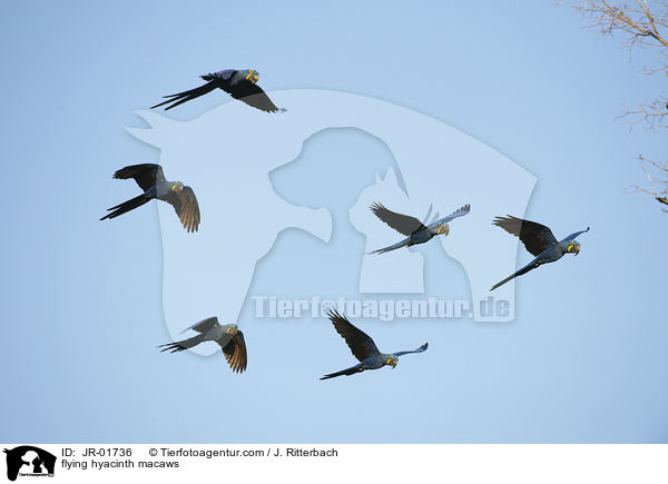 fliegende Hyazinth-Aras / flying hyacinth macaws / JR-01736