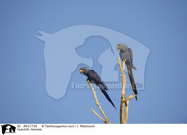 Hyazinth-Aras / hyacinth macaws / JR-01739