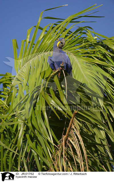 Hyazinth-Ara / hyacinth macaw / JR-01762