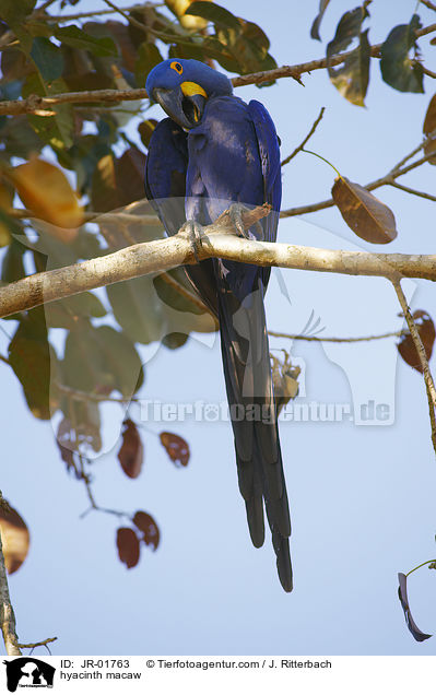 hyacinth macaw / JR-01763