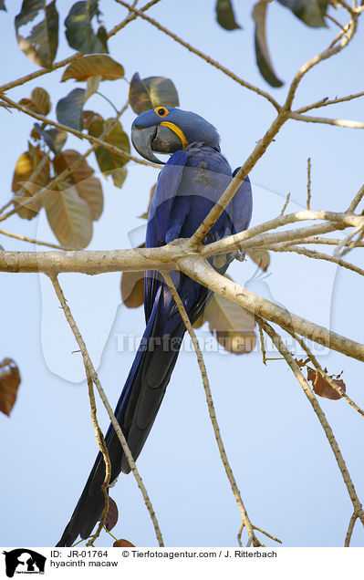 hyacinth macaw / JR-01764