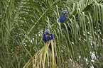 hyacinth macaws