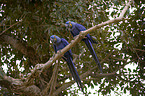 hyacinth macaws