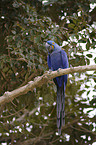 hyacinth macaw