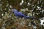 hyacinth macaw