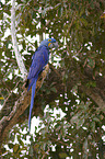 hyacinth macaw