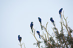 hyacinth macaws