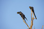 hyacinth macaws