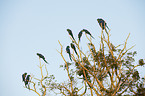 hyacinth macaws