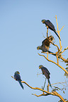 hyacinth macaws