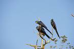 hyacinth macaws