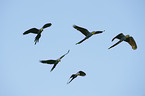 flying hyacinth macaws