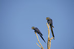 hyacinth macaws