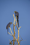 hyacinth macaws