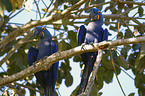 hyacinth macaws